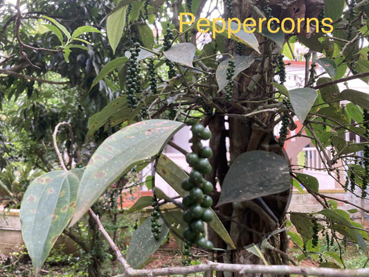 peppercorns